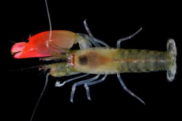 Synalpheus pinkfloydi/Photo: Yahoo news