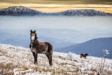 Photo: Milan Simonović