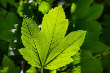 Photo: pixabay.com