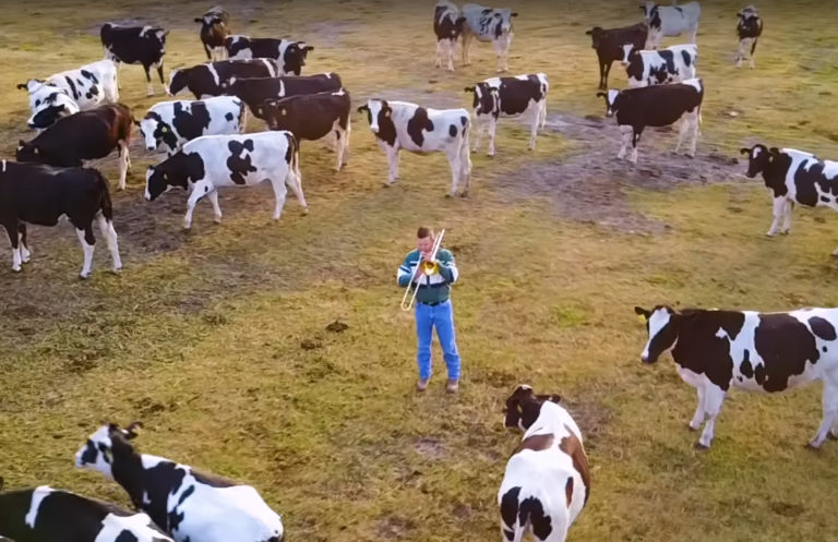 Vlasnik mlekare na Floridi redovno svira džez… svojim kravama