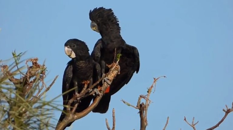 Pernati rokeri… Crni kakadu je jedina životinja koja ume da svira i komponuje
