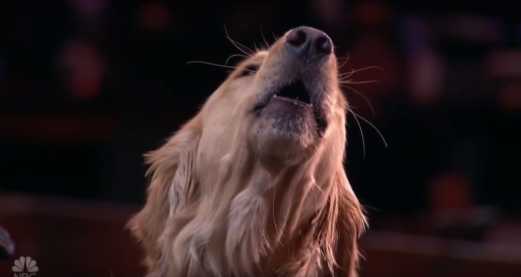 Oskar, pas koji peva/Photo: YouTube printscreen