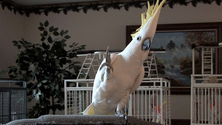 He’s got the rhythm… Papagaj Grudvica postao naučna senzacija, jer je dokazao da ne plešu samo ljudi