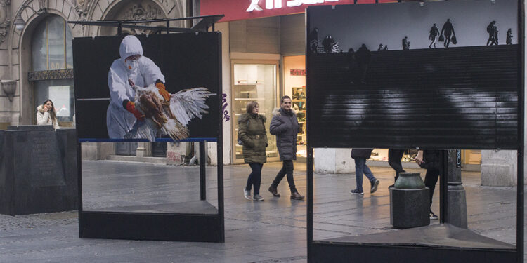 Izložba fotografije Srđana Sulejmanovića u Knez Mihailovoj/Photo: AleX