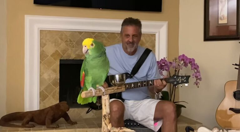 Upoznajte Tika, novu svetsku superzvezdu… Papagaj “kida” kako peva Led Zeppelin, Guns N’ Roses, Beatles…
