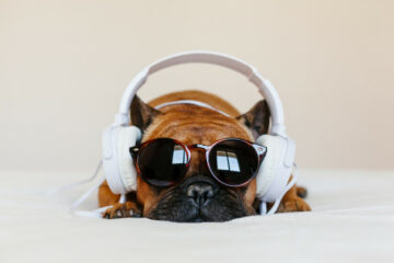 Muzika, kućni ljubimci/Photo: Freepik