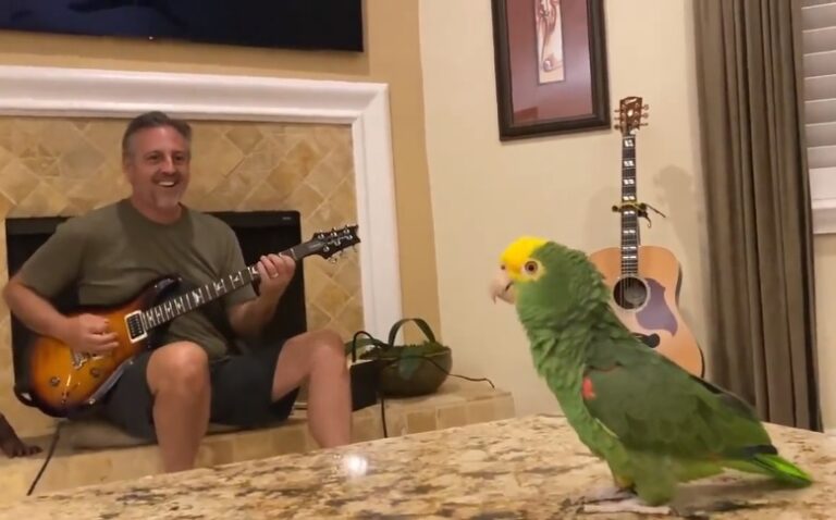 Papagaj Tik ima novi hit… Pogledajte kako je pokidao “Whole Lotta Rosie” AC/DC